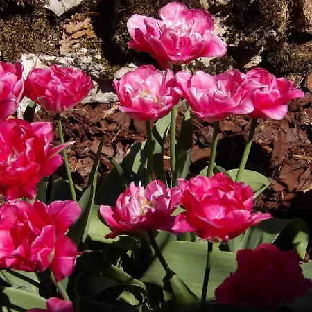 Couette-café Aux Deux Colombes Padirac